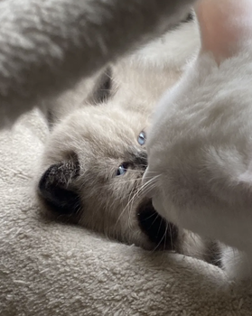 Britse Korthaar kittens (mogen naar nieuwe thius) - 3