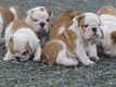 Prachtige Engelse bulldog pups beschikbaar. - 0 - Thumbnail