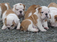 Prachtige Engelse bulldog pups beschikbaar.