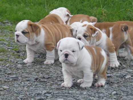 Prachtige Engelse bulldog pups beschikbaar. - 1