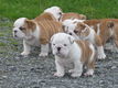 Prachtige Engelse bulldog pups beschikbaar. - 1 - Thumbnail