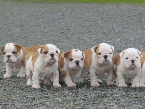 Prachtige Engelse bulldog pups beschikbaar. - 2