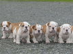 Prachtige Engelse bulldog pups beschikbaar. - 2 - Thumbnail