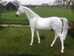 paard schimmel en kunstpaarden - 0 - Thumbnail