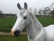 paard schimmel en kunstpaarden - 1 - Thumbnail