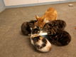 Lieve kittens mogen het nest verlaten - 0 - Thumbnail