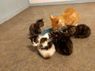 Lieve kittens mogen het nest verlaten - 1 - Thumbnail