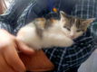 Lieve kittens mogen het nest verlaten - 2 - Thumbnail