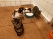 Lieve kittens mogen het nest verlaten - 3 - Thumbnail