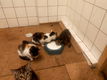 Lieve kittens mogen het nest verlaten - 4 - Thumbnail