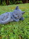 tuinbeeld , lieve slapende poes , kado - 3 - Thumbnail