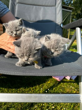 Brits Korthaar kittens - 5