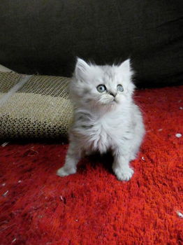 Ragdoll kittens - 1