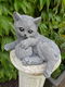 tuinbeeld , poes , kat , - 2 - Thumbnail