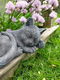 poes , tuinbeeld , bianca - 1 - Thumbnail