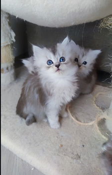 Ragdoll kittens mix Perzisch - 2