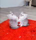 Ragdoll kittens mix Perzisch - 3 - Thumbnail