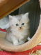 Ragdoll kittens mix Perzisch - 4 - Thumbnail