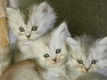 Ragdoll kittens mix Perzisch - 5 - Thumbnail