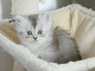 Ragdoll kittens mix Perzisch - 6 - Thumbnail