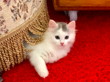 Ragdoll/Turkish Angora kittentjes - 0