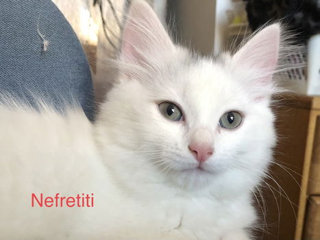 Ragdoll/Turkish Angora kittentjes - 1