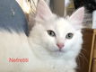 Ragdoll/Turkish Angora kittentjes - 1 - Thumbnail