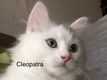 Ragdoll/Turkish Angora kittentjes - 2 - Thumbnail