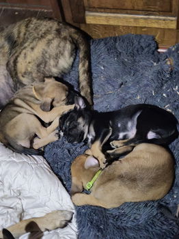 Hollandse herder x stafford puppy zoeken nieuw huis puppie - 0