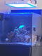 170 liter redsea zeeaquarium - 2 - Thumbnail