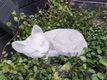 vensterbank beeld , poes , kat ,tuinbeeld - 6 - Thumbnail