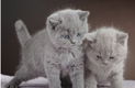 Gratis: Gezocht een Britse korthaar kitten - 0 - Thumbnail