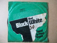 s2320 greyhound - black and white