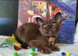 Burmese kittens met stamboom - 2 - Thumbnail