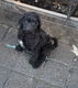 Labradoodle pup - 0 - Thumbnail