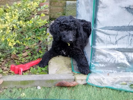 Labradoodle pup - 1