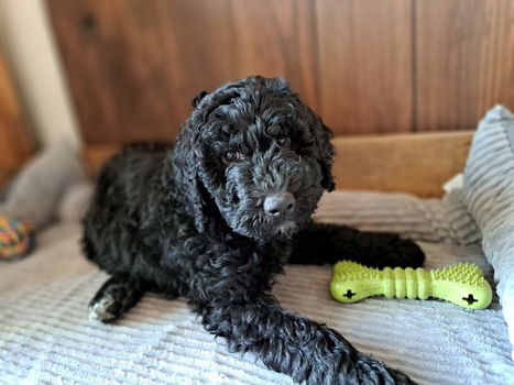 Labradoodle pup - 2