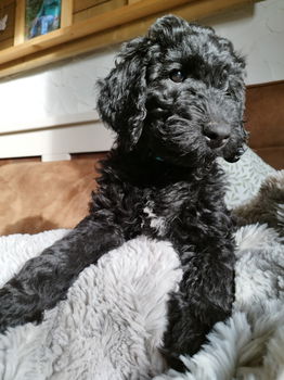 Labradoodle pup - 3