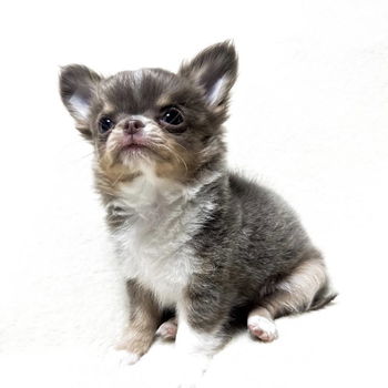 Beautiful chihuahua puppies for adoption - 0