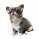 Beautiful chihuahua puppies for adoption - 0 - Thumbnail