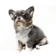 Beautiful chihuahua puppies for adoption