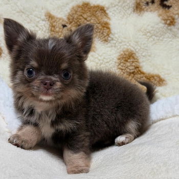 Beautiful chihuahua puppies for adoption - 1