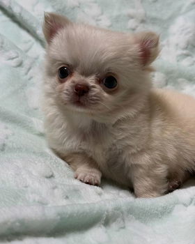 Beautiful chihuahua puppies for adoption - 2