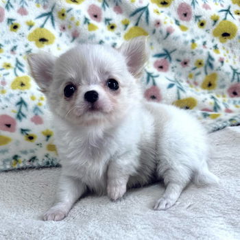 Beautiful chihuahua puppies for adoption - 3