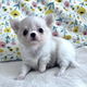 Beautiful chihuahua puppies for adoption - 3 - Thumbnail