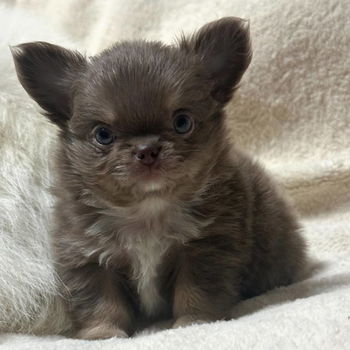 Beautiful chihuahua puppies for adoption - 4