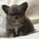 Beautiful chihuahua puppies for adoption - 4 - Thumbnail