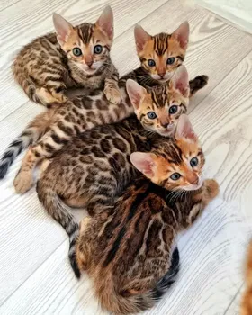 Bengal kitten for rehoming - 0