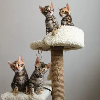 Bengal kitten for rehoming - 1