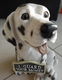 Beeldje van hond (Dalmatiër) met halsbordje (hoogte: 24 cm). - 7 - Thumbnail